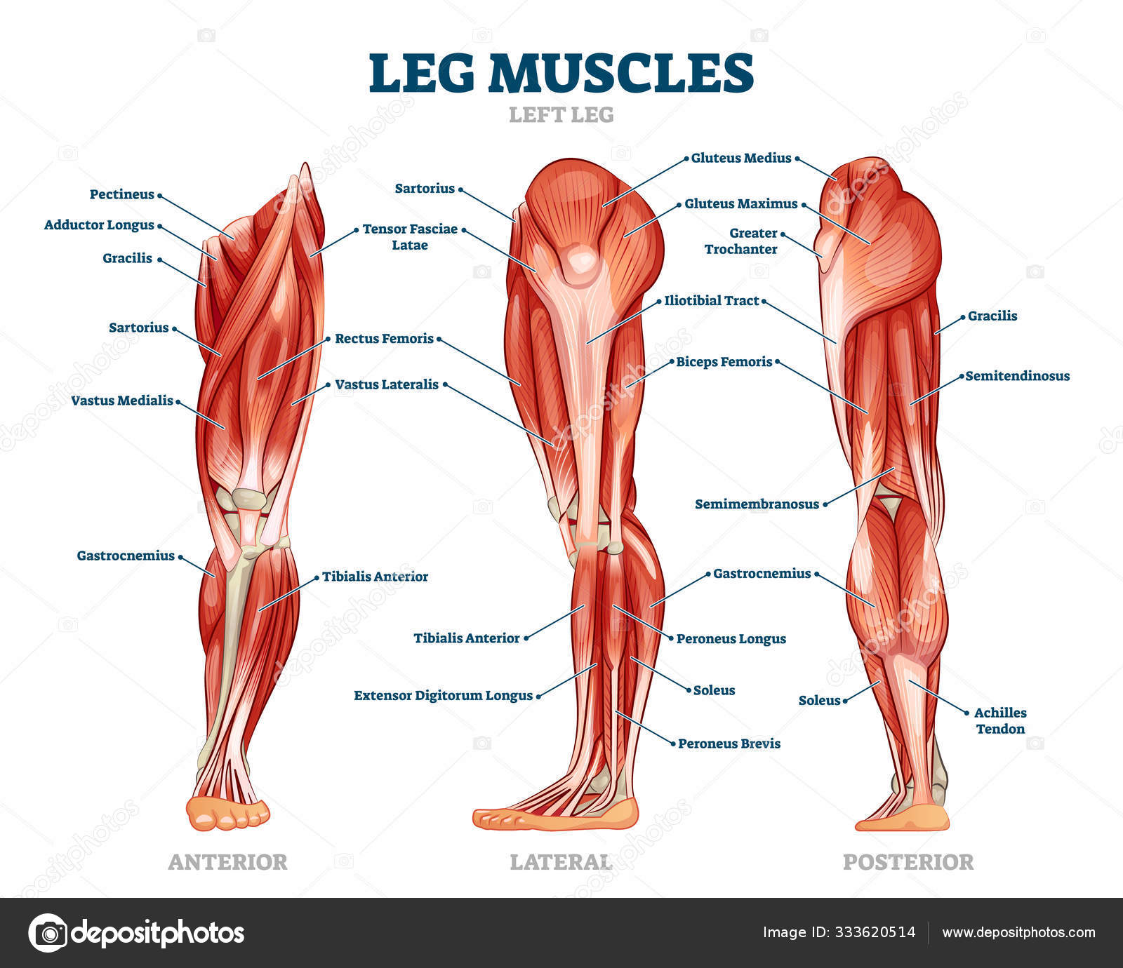 Palyginamas Progresas VÄ—l Leg Muscles Yenanchen Com