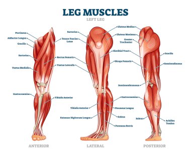 Leg muscle anatomical structure, labeled front, side and back view diagrams clipart