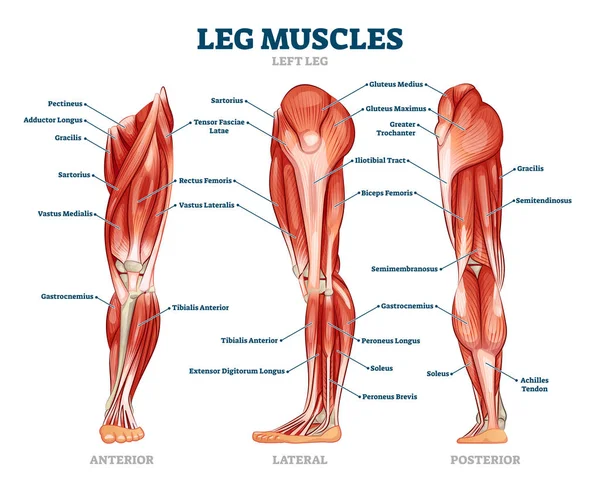 Structure anatomique des muscles des jambes, schémas de vue avant, latéraux et arrière marqués — Image vectorielle