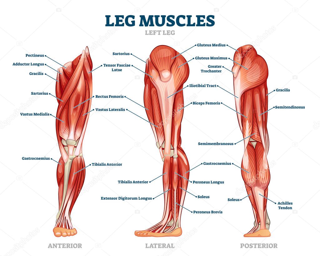 Leg muscle anatomical structure, labeled front, side and back view diagrams