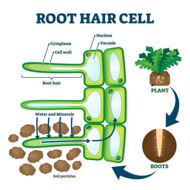 Root hair cell collecting mineral nutrients and water from soil, biological labeled plant system diagram clipart