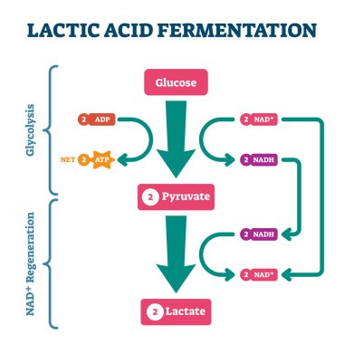 Lactic acid fermentation process scheme, labeled vector illustration diagram clipart