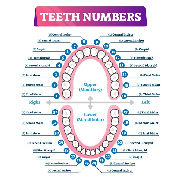 Числа зубів схема ротової порожнини — стоковий вектор