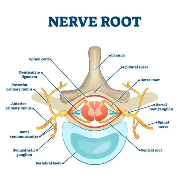Nerve root anatomical structure labeled cross section clipart