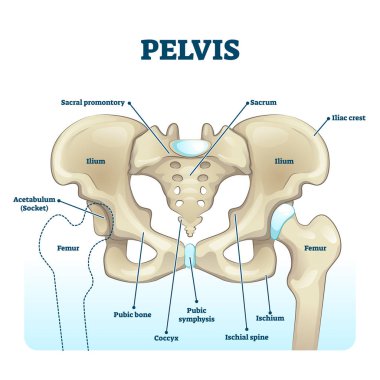 Pelvis anatomik iskelet yapısı. etiketli vektör çizimi diyagramı