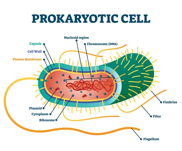 Prokaryotic cell structure diagram, vector illustration cross section labeled scheme — 스톡 벡터