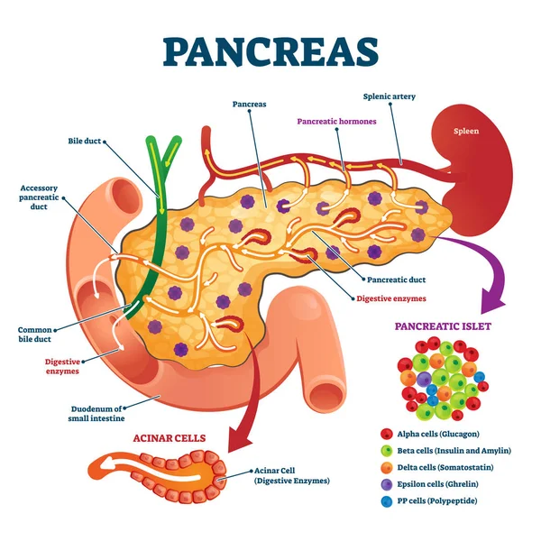 Pankreas anatomik kesit modeli, vektör illüstrasyon tıbbi örneği — Stok Vektör