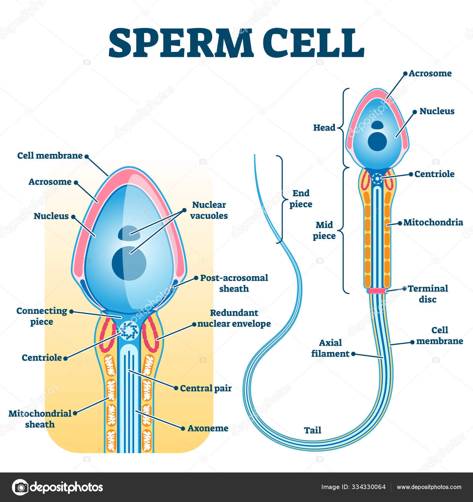 Sperm Model