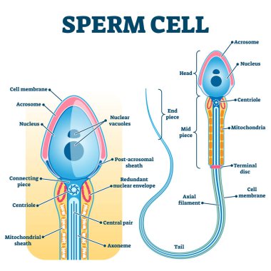 Sperm hücre anatomisi, eğitim doğurganlık diyagramı