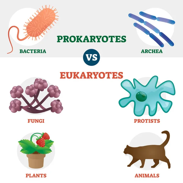 Eukaryote vs Prokaryote tipo di cellule organismi insieme educativo — Vettoriale Stock