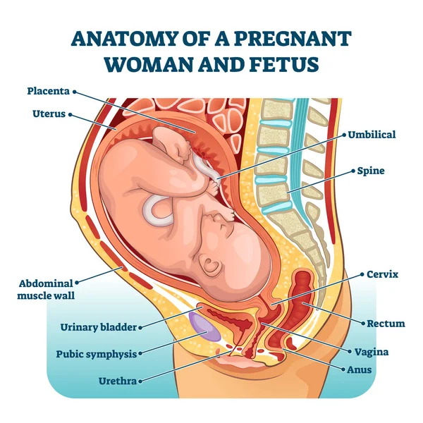Anatomia de uma mulher grávida e do feto rotulado diagrama, esquema médico ilustração vetorial —  Vetores de Stock