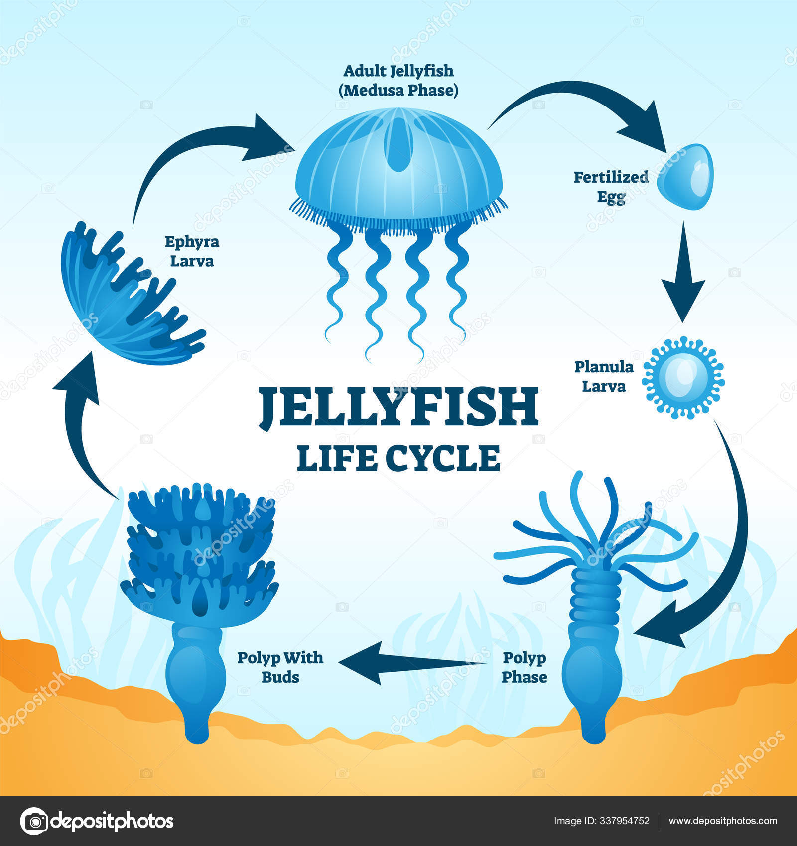 Jellyfish Life Cycle Educational Labeled Diagram Vector Illustration Stock Vector Image By C Vectormine 337954752