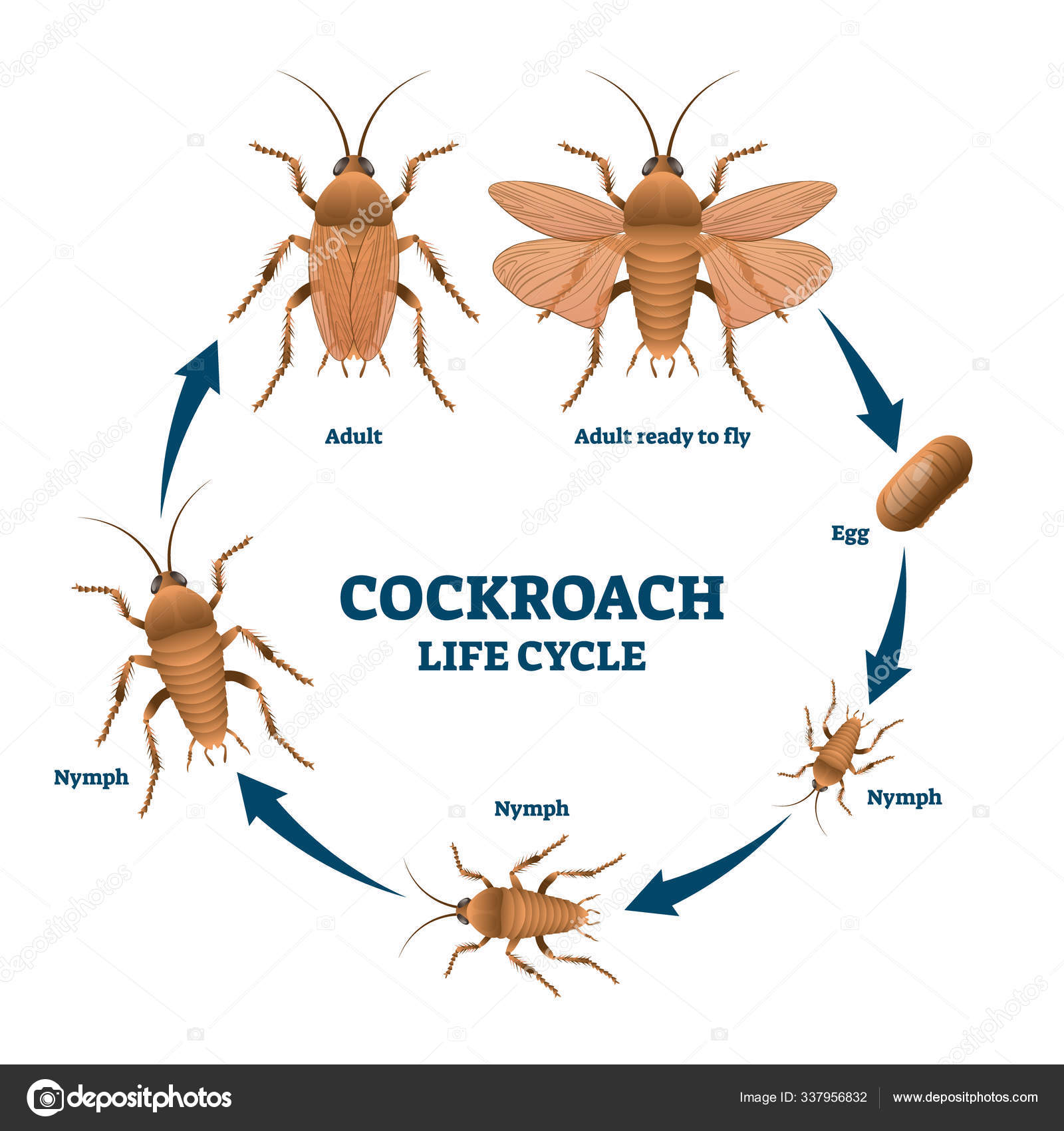 Cockroach scientific drawing