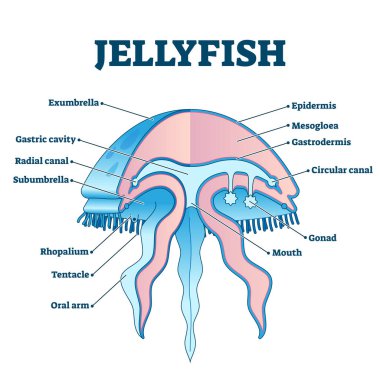 Denizanası eğitici diyagram vektör çizimi