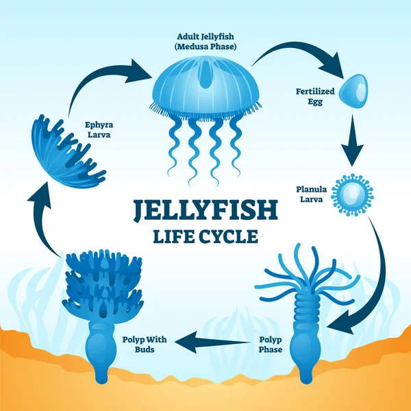 Illustrazione del vettore del diagramma etichettato educativo del ciclo di vita delle meduse — Vettoriale Stock