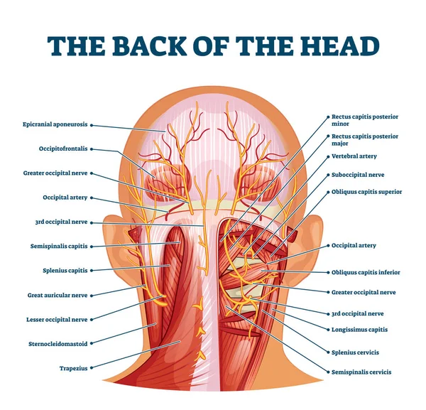 Parte de trás da estrutura muscular da cabeça e diagrama do sistema nervoso —  Vetores de Stock