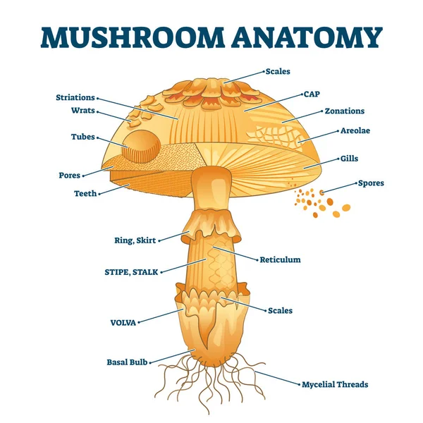 Anatomie des champignons marqué illustration vectorielle de diagramme de biologie — Image vectorielle