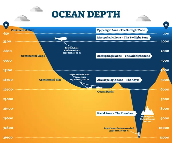 Zonas de profundidad oceánica infografía, ilustración vectorial diagrama etiquetado — Archivo Imágenes Vectoriales