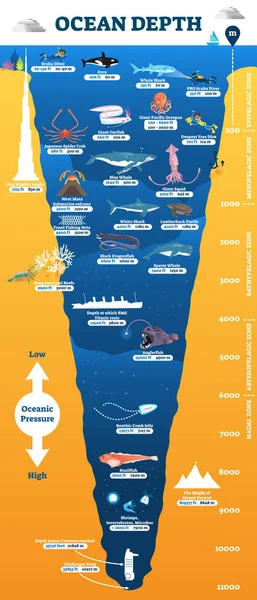Ozean Tiefe Unterwasser Tierwelt Infografik, Vektorillustration Bildungsdiagramm Ozeanographie — Stockvektor
