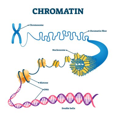 Chromation biological diagram vector illustration clipart
