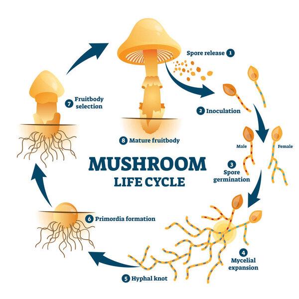 Схема жизненного цикла грибной анатомии
