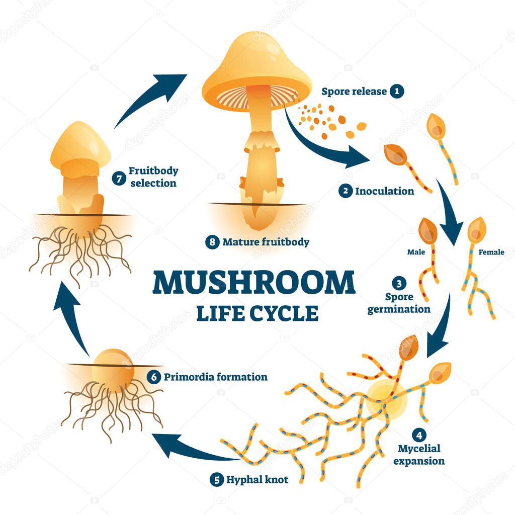Mushroom anatomy life cycle stages diagram