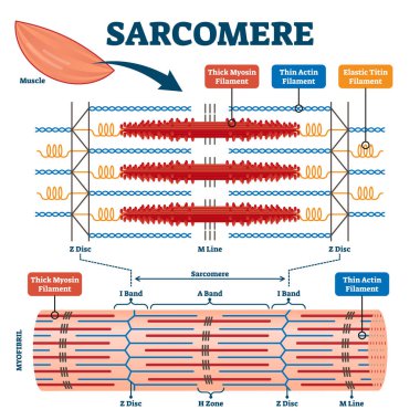 Sarcomere muscular biology scheme vector illustration clipart
