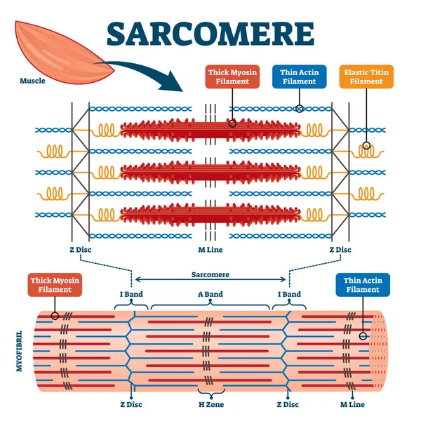 Sarcomere kas biyolojisi şeması vektör çizimi