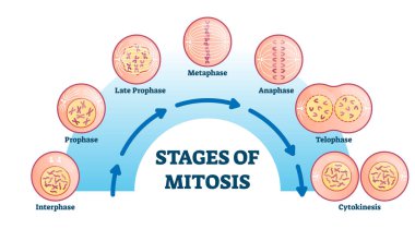 Stages of mitosis, vector illustration diagram clipart