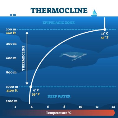 Termoklin derin su bölgesi vektör çizimi diyagramı