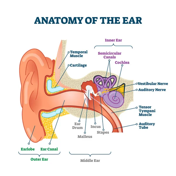 Anatomia da orelha, diagrama de ilustração do vetor de cuidados de saúde rotulado — Vetor de Stock