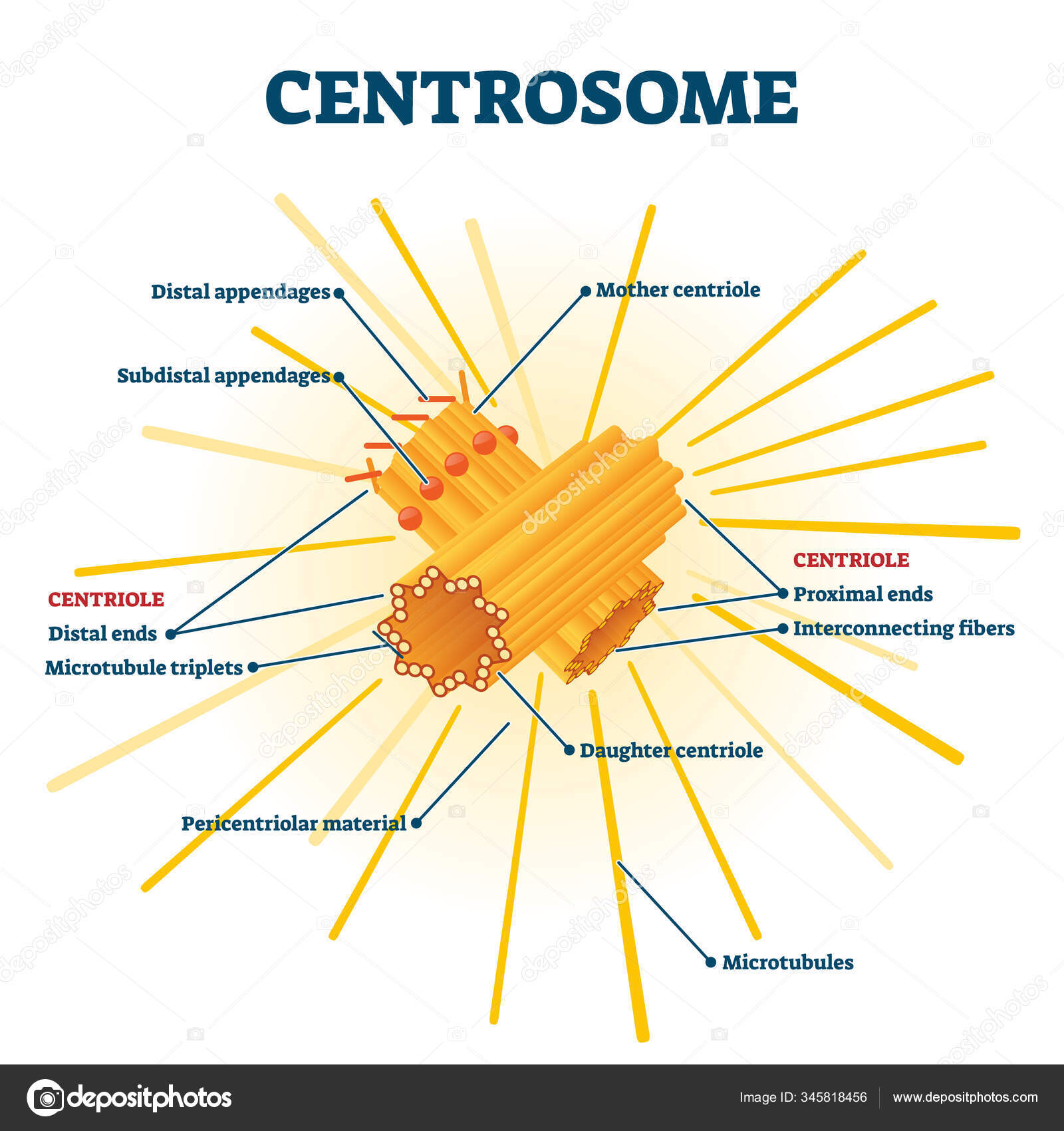 organelles-diagram