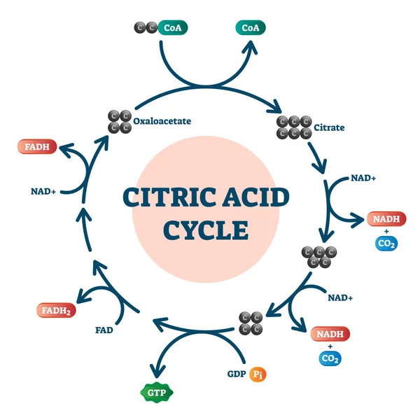 Diagrama do ciclo do ácido cítrico, esquema molecular da ilustração do vetor — Vetor de Stock