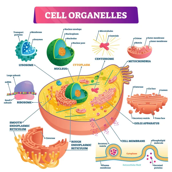 Organelos celulares vector biológico diagrama de ilustración — Archivo Imágenes Vectoriales