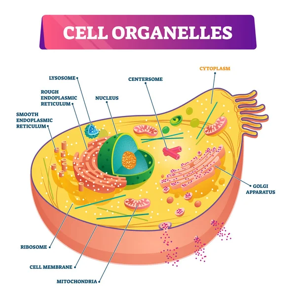 Organelos celulares anatomía biológica vector ilustración diagrama — Vector de stock