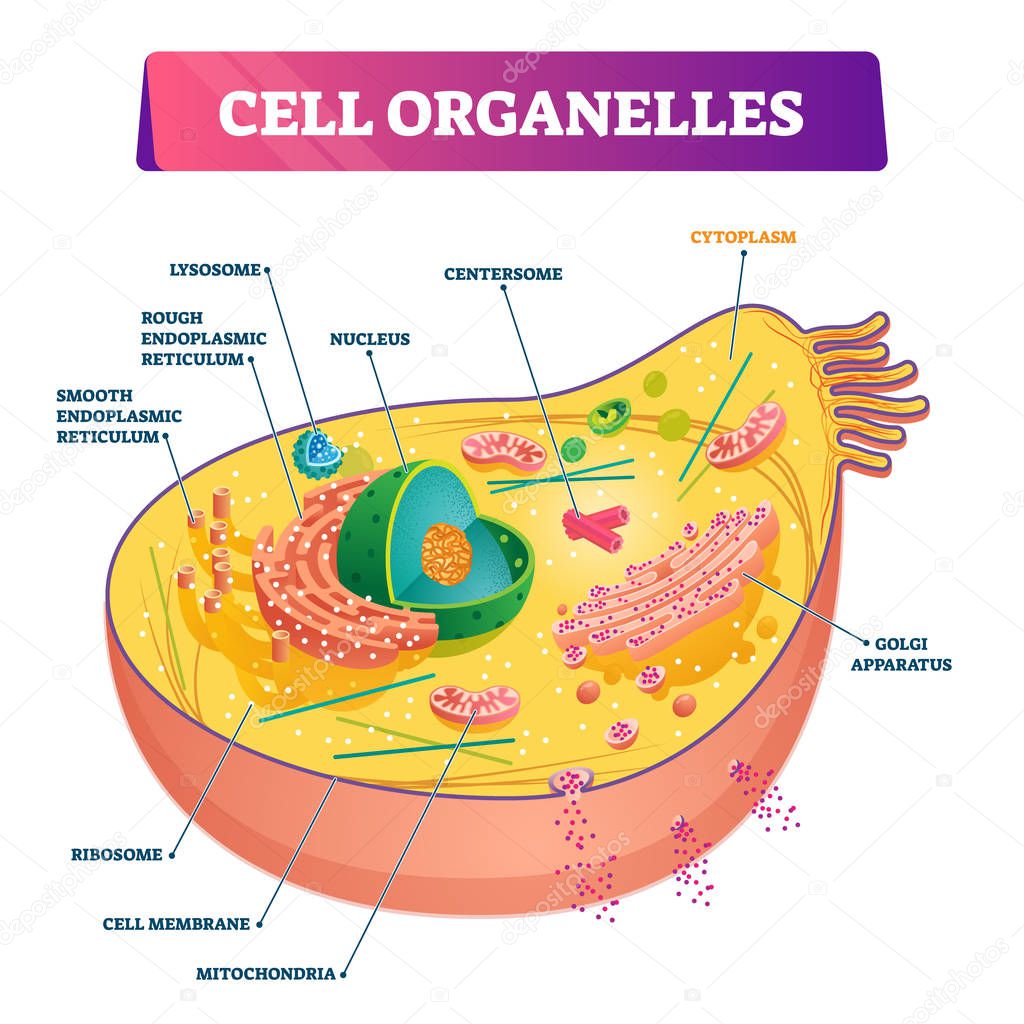 Cell organelles biological anatomy vector illustration diagram
