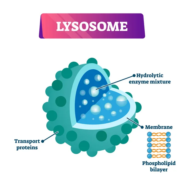 Lysosome cell organelle vector illustration labeled cross section diagram — Stock Vector