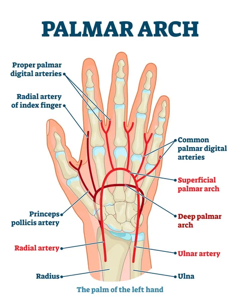 Schéma d'illustration vectoriel anatomique de l'arche palmaire — Image vectorielle