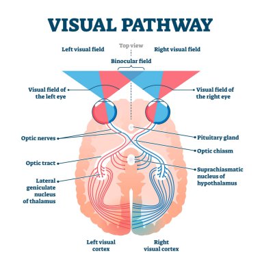 Visual pathway medical vector illustration diagram clipart