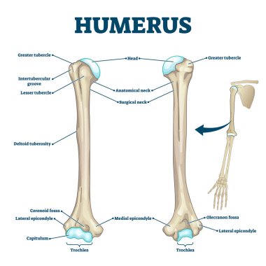 Humerus bone labeled vector illustration diagram clipart