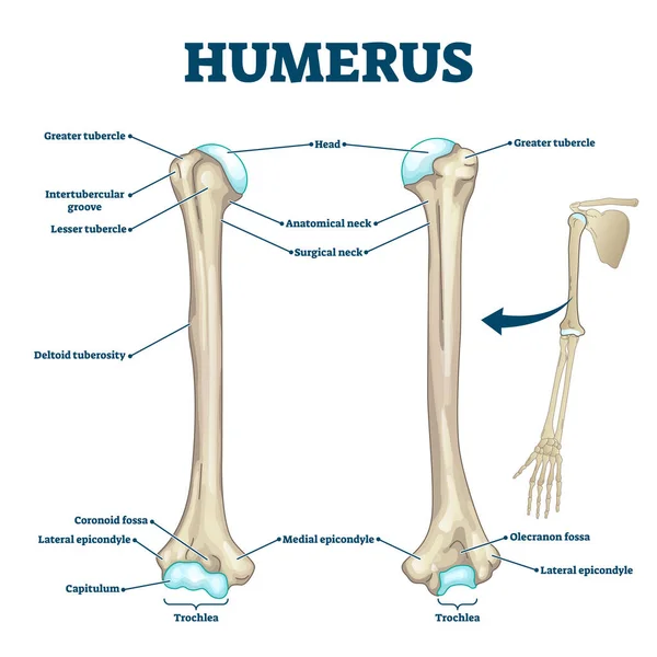 Humerus bone labeled vector illustration diagram — Stock Vector