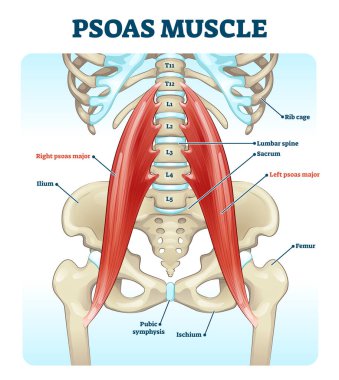 Psoas muscle medical vector illustration diagram clipart