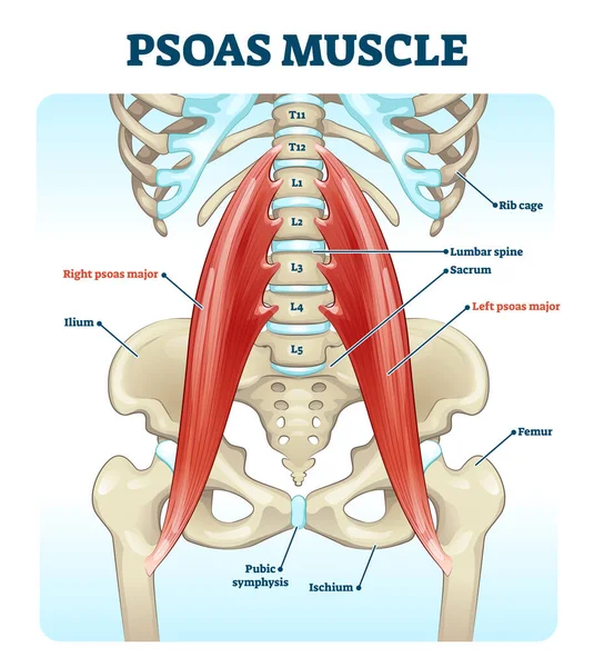 Psoas músculo vector médico diagrama de ilustración — Archivo Imágenes Vectoriales