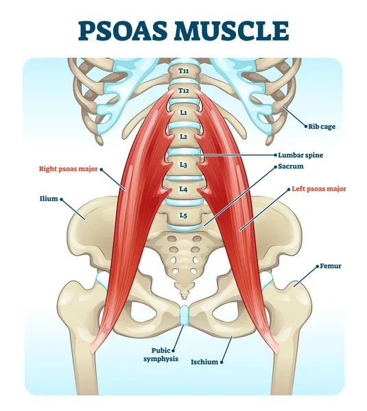Psoas muscle medical vector diagram 로열티 프리 스톡 일러스트레이션