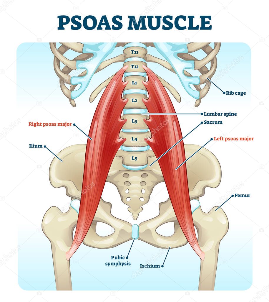 Psoas muscle medical vector illustration diagram