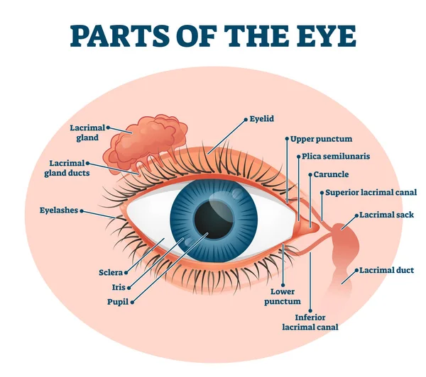 Parts of the eye, labeled vector illustration diagram — Stock Vector