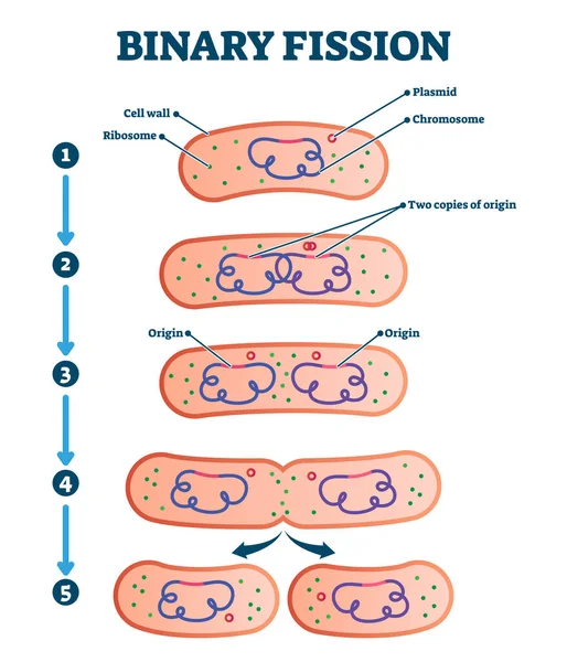 Proceso binario de fisión, diagrama de ilustración vectorial — Vector de stock