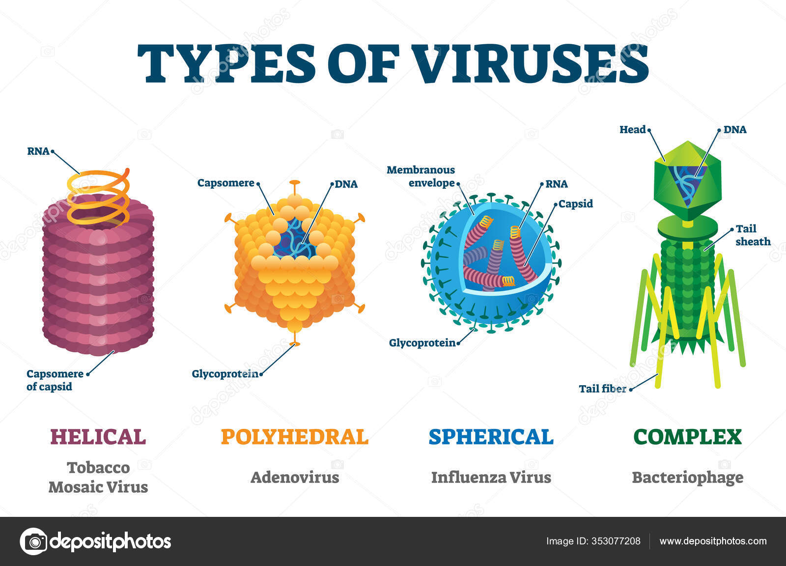 Tipos de virus vector ilustraci n dibujos etiquetados vector de stock