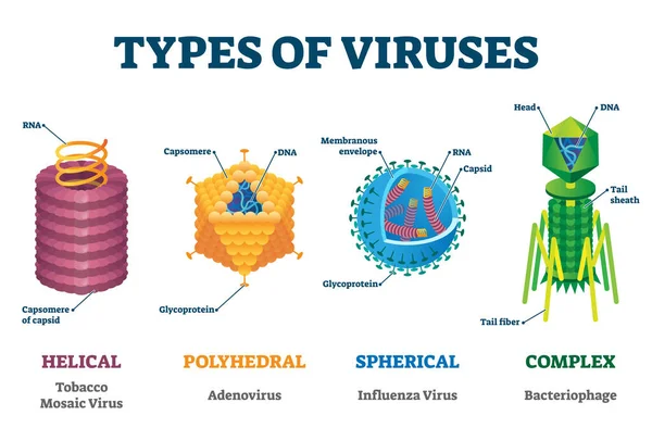 Types of viruses vector illustration labeled drawings — Stock Vector