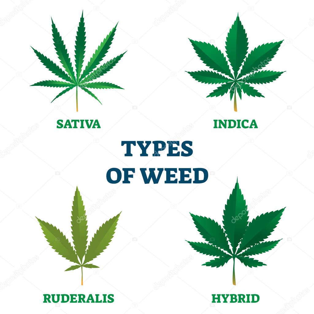 Types of weed vector illustration. Sativa, indica, ruderalis or hybrid leaf